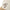 new era ne script stone khaki youth 9twenty adjustable cap logo and print